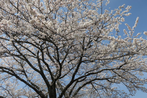 お花見外出_c0350752_13180189.jpg