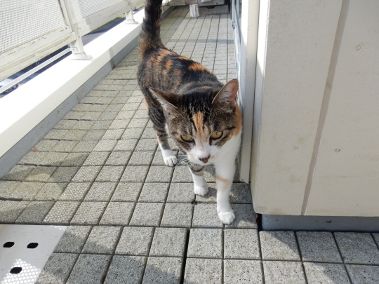 ’18,4,20(金)外は真夏日なのだ!_f0060461_09270353.jpg
