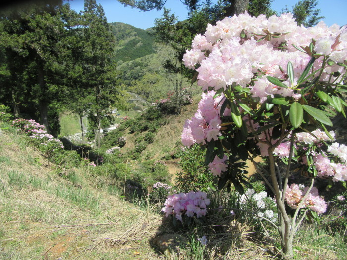 周南市の芝桜を見に行ってきました。_f0113862_20363185.jpg