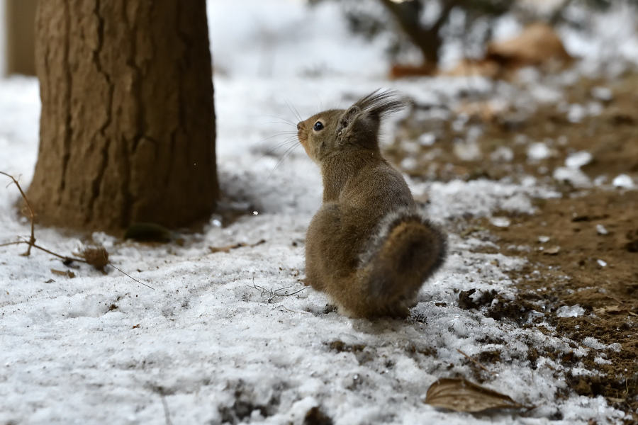 雪のリスの小径、、、。_f0136162_03125614.jpg