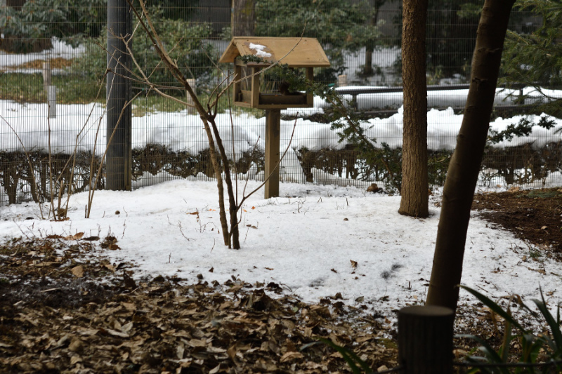 雪のリスの小径、、、。_f0136162_03174785.jpg