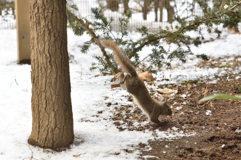 雪のリスの小径、、、。_f0136162_03182043.jpg