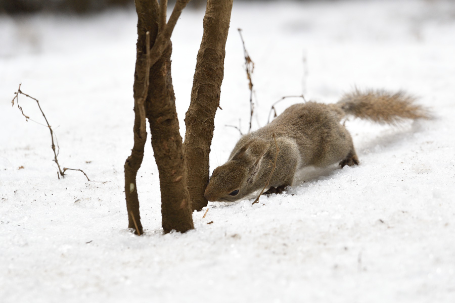 雪のリスの小径、、、。_f0136162_03291593.jpg