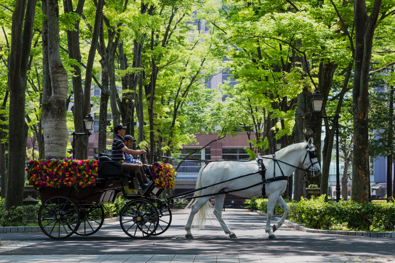 新緑の中を白馬の花馬車が行く_a0261169_14313535.jpg