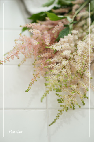 アスチルベ 花の香りとともに