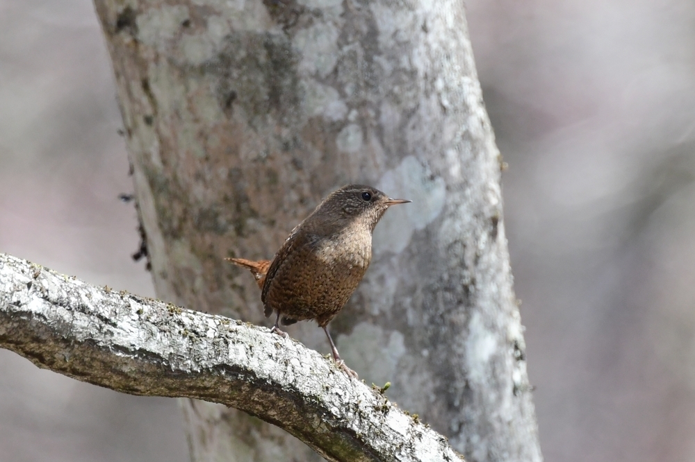 アカハラ ミソサザイ_f0053272_22500977.jpg