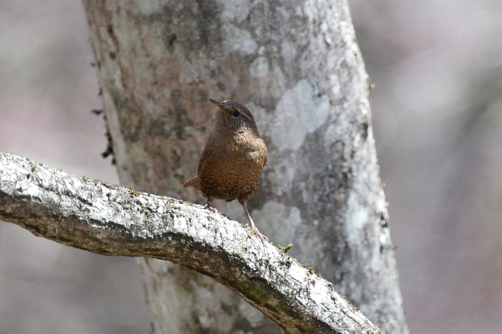 アカハラ ミソサザイ_f0053272_22501645.jpg