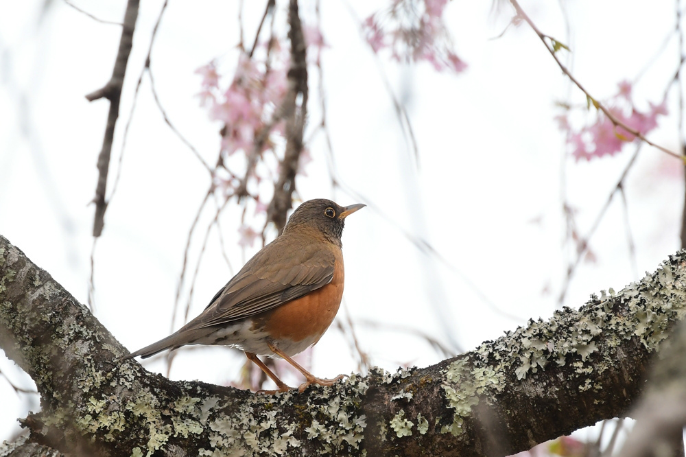 アカハラ ミソサザイ_f0053272_23034605.jpg