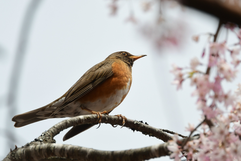アカハラ ミソサザイ_f0053272_23035785.jpg