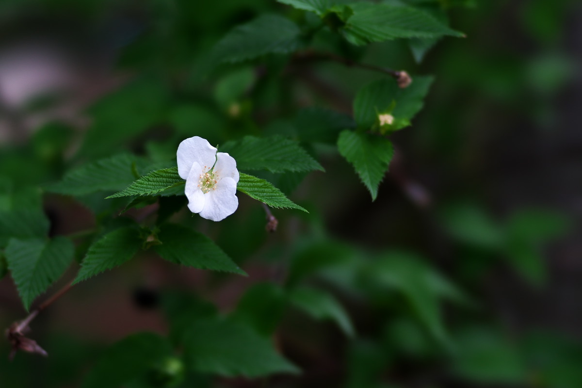 ひょっとこ面　シロヤマブキ（白山吹）他_a0083081_20152767.jpg