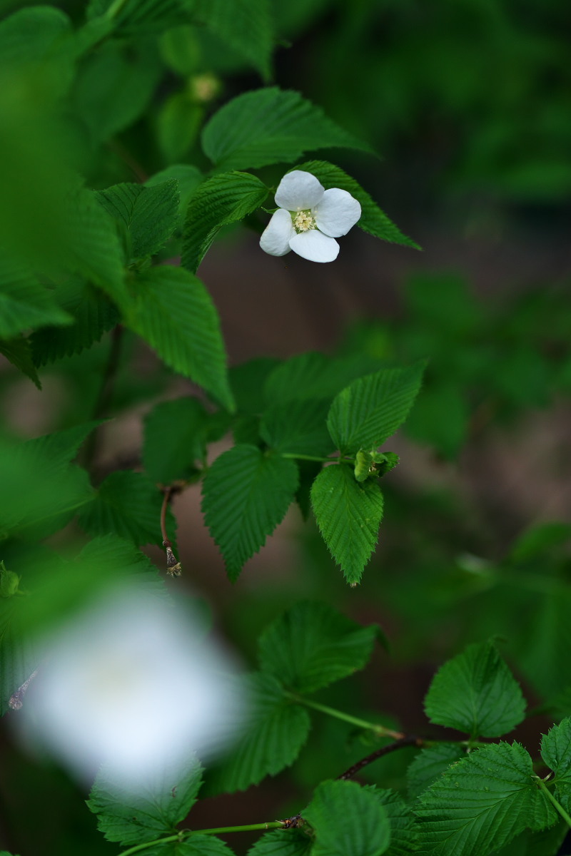 ひょっとこ面　シロヤマブキ（白山吹）他_a0083081_20153757.jpg