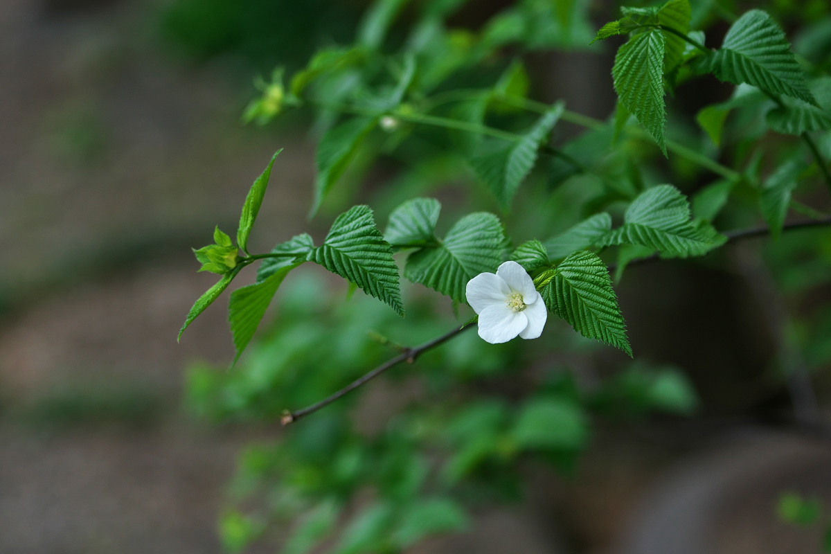 ひょっとこ面　シロヤマブキ（白山吹）他_a0083081_20154228.jpg