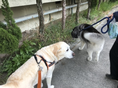 f0315081_16323015.jpeg