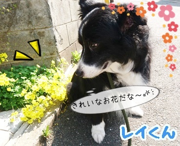 フィラリア予防の時期ですね_f0357682_12290486.jpg