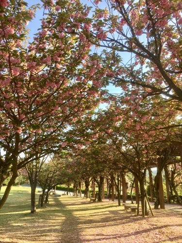 今治 18年4月20日 ガトー アンビジブル再び 好きなものに囲まれて2