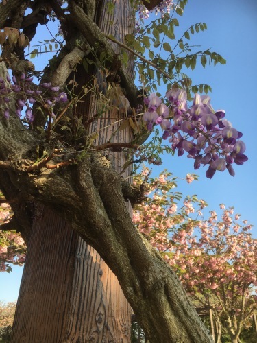 今治 18年4月20日 ガトー アンビジブル再び 好きなものに囲まれて2