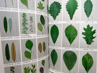 たまには図鑑_b0055196_22090988.jpg