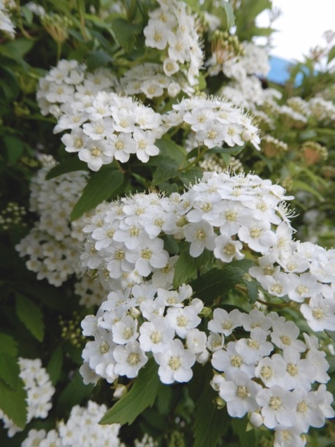 e0025300_15195754.jpg