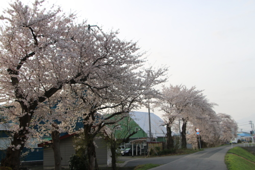 最上川・松川河畔の桜（1）４月 17日 早朝_c0075701_11054614.jpg