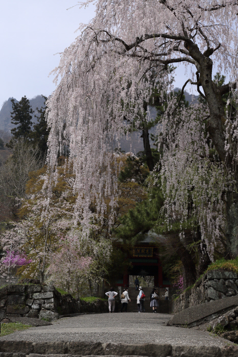 妙義神社と枝垂桜　_a0357206_20460437.jpg