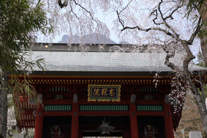 妙義神社と枝垂桜　_a0357206_20461306.jpg