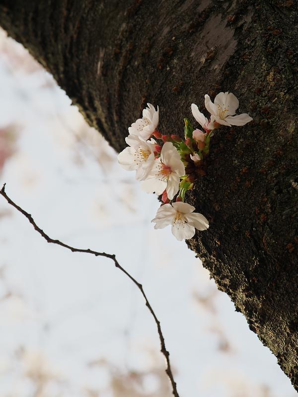 桜、満開ちょっと過ぎ その3 ～直幹の桜 Part1～_d0087407_08181773.jpg