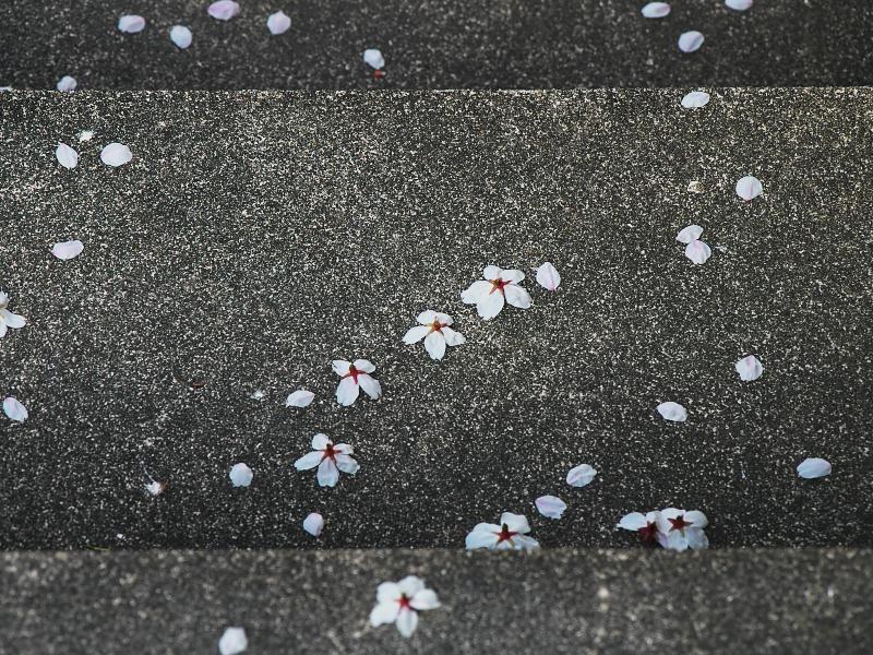 桜、満開ちょっと過ぎ その5 ～散りゆく桜～_d0087407_17485793.jpg