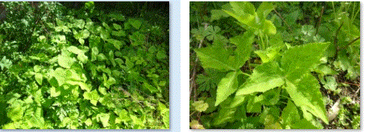f0231709_15073877.gif
