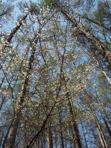 d0179410_17195337.jpeg