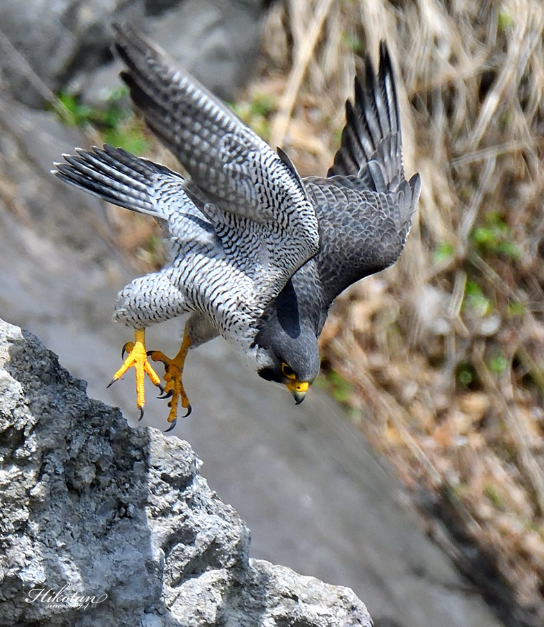 岩から急降下するハヤブサ 蝶鳥写楽