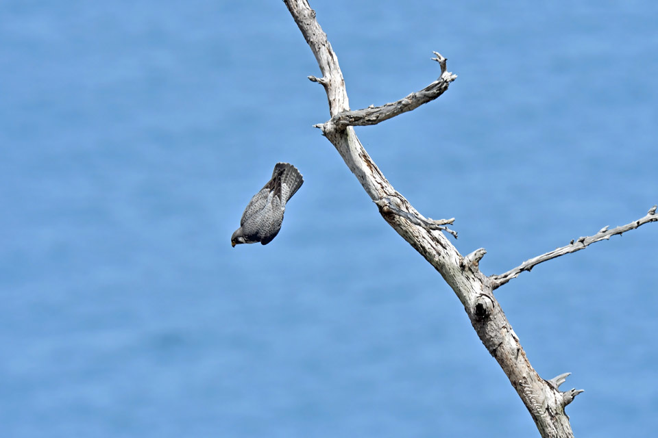 海に落ちていくハヤブサ 蝶鳥写楽