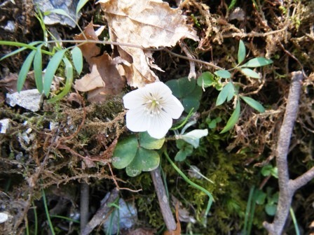 藤原岳　登山　鈴鹿　18.4.20 (金）_e0333313_21202027.jpg