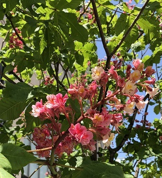 街路樹の花　　大西晶子_f0371014_16330648.jpg