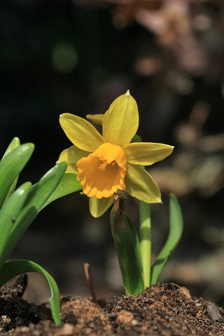 c0367515_11070587.jpg