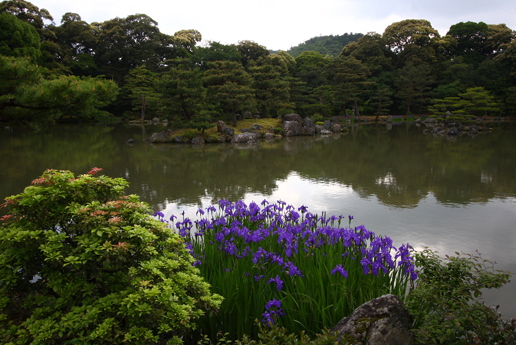 カキツバタ咲く金閣寺（後編）_b0169330_2318259.jpg