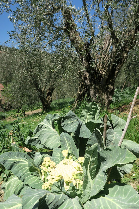 春の畑とわたしの花粉症対策、イタリア薬草療法_f0234936_449069.jpg