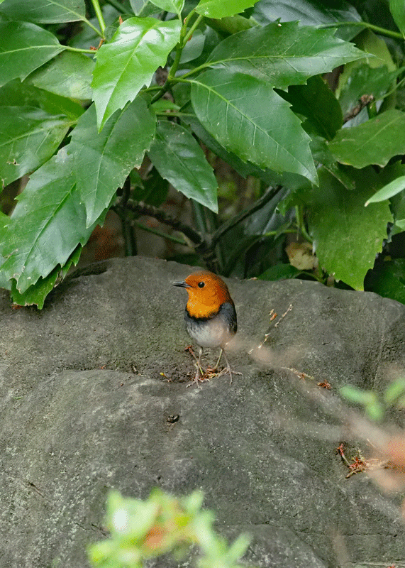 d0290240_13523387.gif