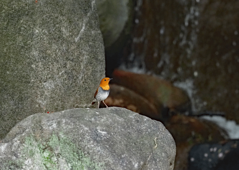 d0290240_13530214.gif