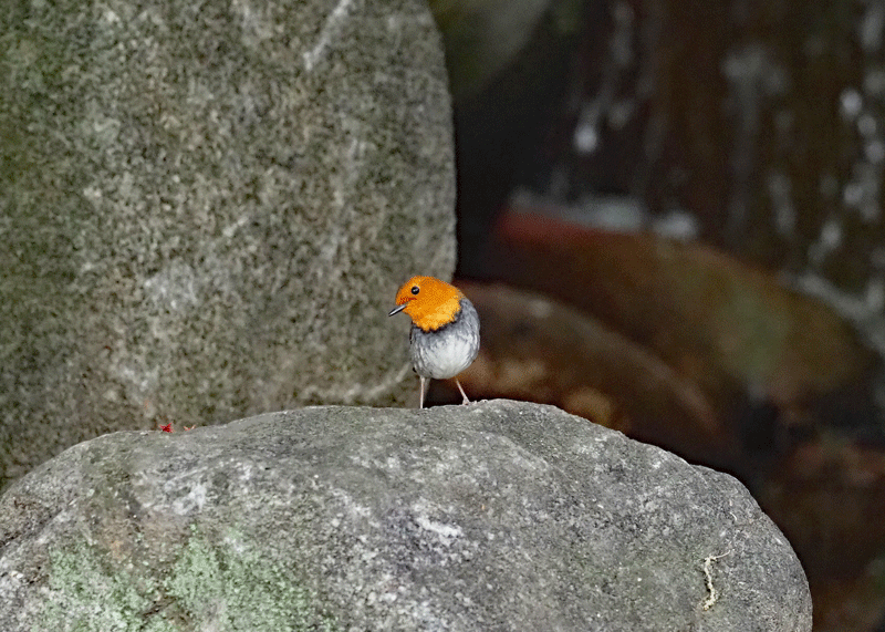 d0290240_13532183.gif