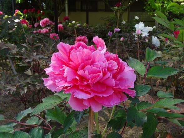 b0299042_14280985.jpg