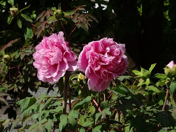 b0299042_14284995.jpg