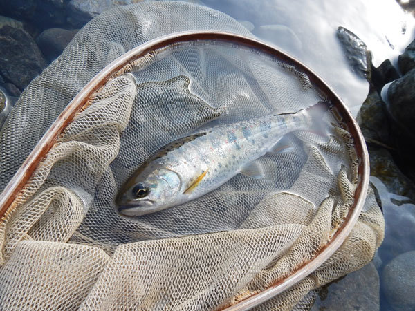 週前半に稚アユが放流されて・・・（2018/04/20天川釣行）_d0119443_17170184.jpg