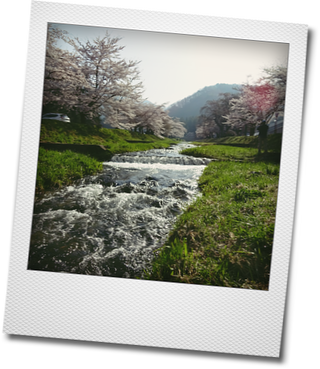 お花見・・・観音寺川の桜_d0155744_10295111.png