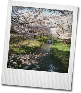 お花見・・・観音寺川の桜_d0155744_10304632.png