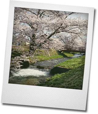 お花見・・・観音寺川の桜_d0155744_10310205.png