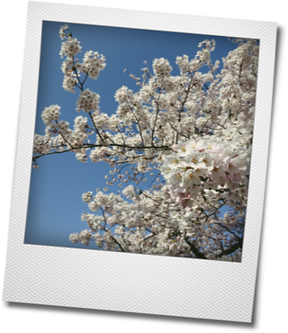 お花見・・・観音寺川の桜_d0155744_10312288.png