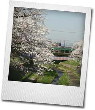 お花見・・・観音寺川の桜_d0155744_10321851.png