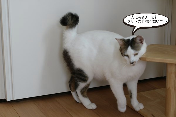 いじける保護猫さん 保護猫さんのご縁探し いじける保護猫さん 保護猫さんのご縁探し