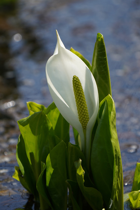 水芭蕉　（星置緑地）_a0112747_08033753.jpg