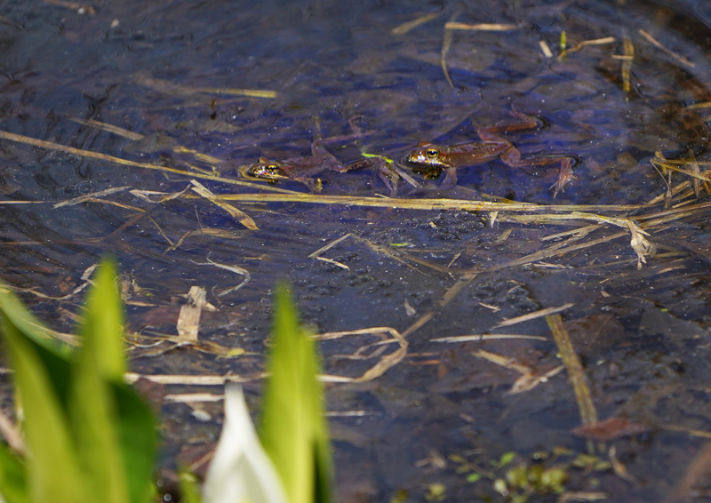 水芭蕉　（星置緑地）_a0112747_08051993.jpg